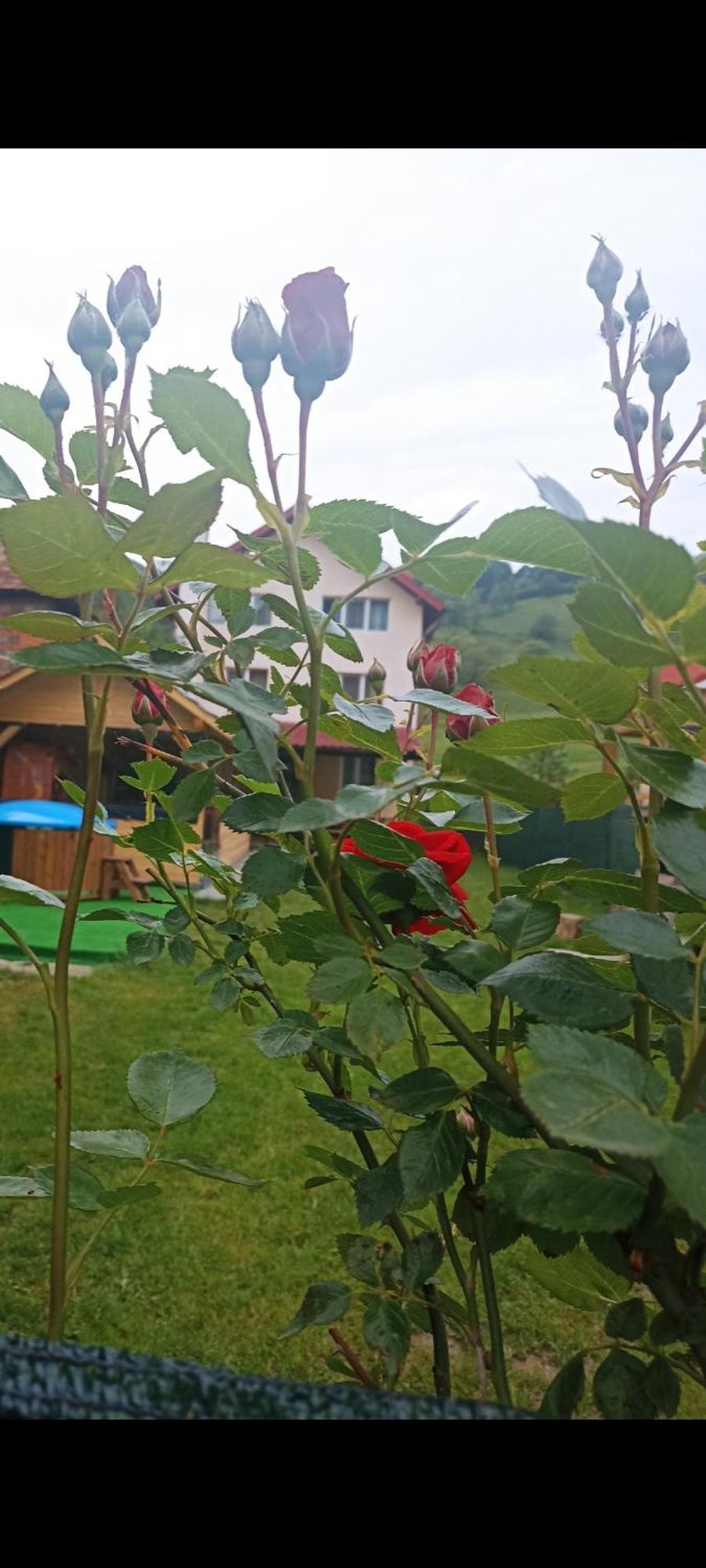 Popasul Drumețului Transfăgărășan Hotel Curtea de Argeş Exterior foto